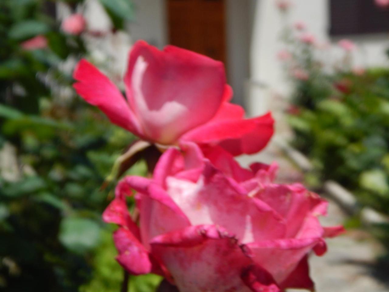 Madre Terra - B&B Ostra Molino Apolloni Exterior foto
